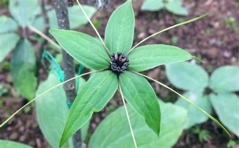 黑骨茶是不是二级保护植物吗?