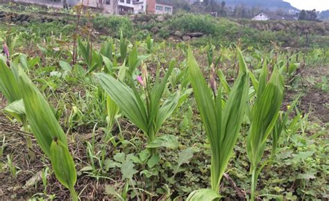 怎样种植白芨