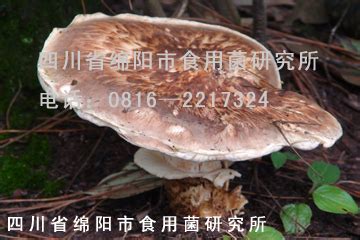 称霸绵阳的重庆江湖菜 绵阳松茸