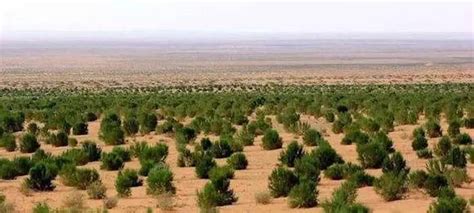 一棵长在沙漠上的小树_六年级童话作文1500字(精选6篇)