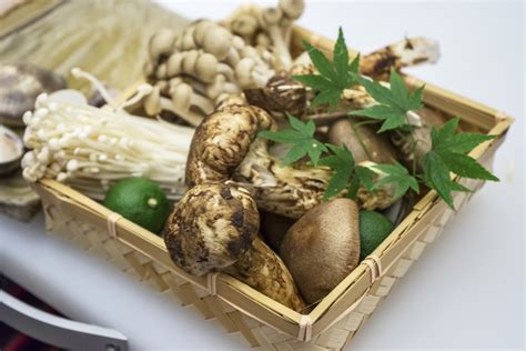 中国最名贵蘑菇松茸烹调指南 云南松茸烹饪