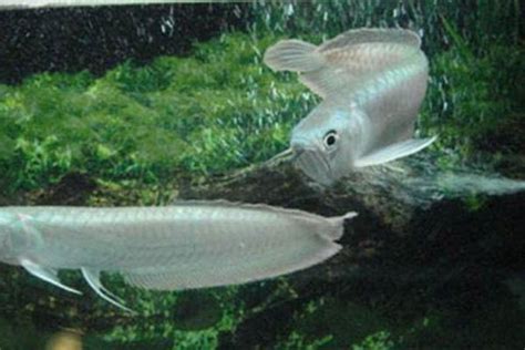 银龙鱼饲养的注意事项,15厘米银龙鱼怎么喂食