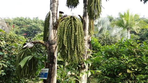 鱼尾葵属于宽叶植物还是针叶植物?