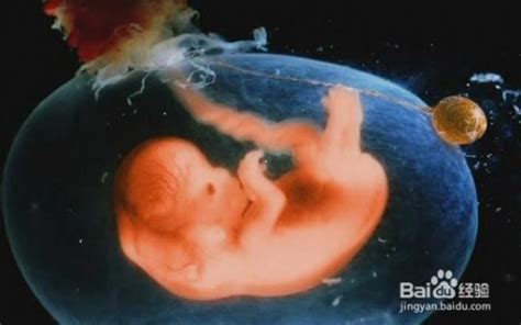 怀孕3个月胎儿大小图片