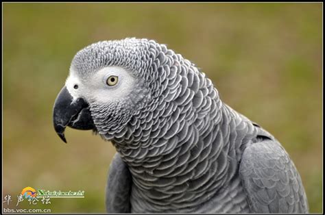 海南进口濒危物种非洲灰鹦鹉,小的灰鹦鹉多少钱一只