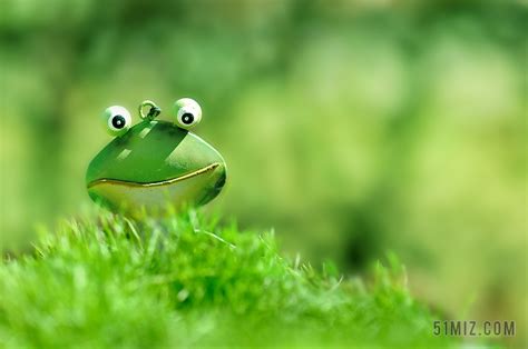 谁知道青蛙草长什么样子?最好有图