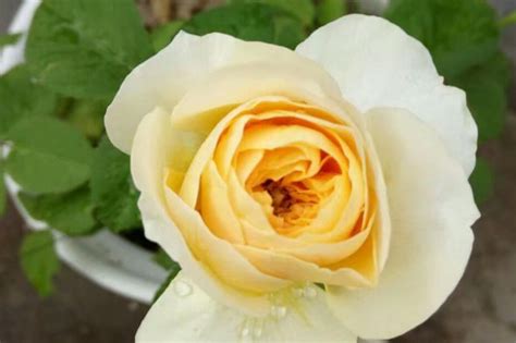 月季玫瑰花卉种植论坛,欧月藤月花怎么种爆盆技巧