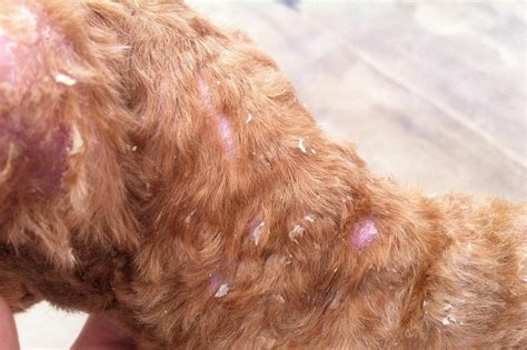 狗狗螨虫和真菌感染怎么办,宠物狗螨虫真菌感染怎么办
