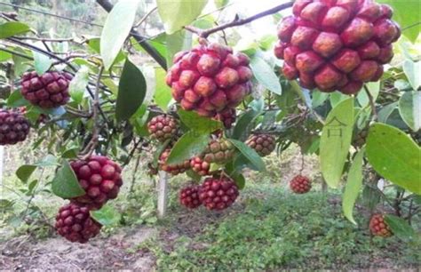 茶叶怎么样烘干,香菇烘干工艺介绍