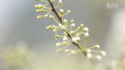 花开过后是什么