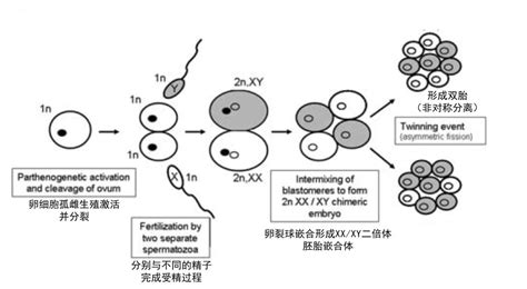 同卵双胞胎是谁的功劳