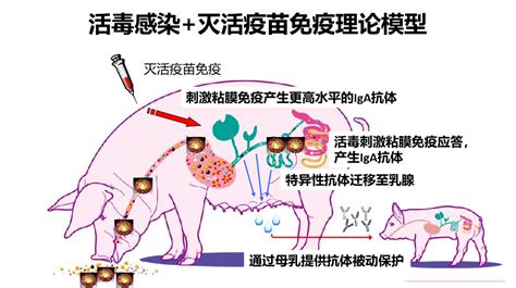 猪流行性腹泻