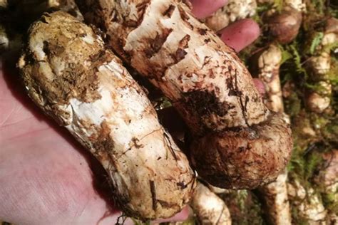 松茸菌的功效与作用 鲜松茸菌的功效作用