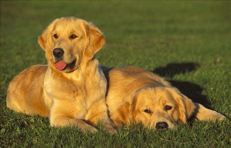 6种狗狗小时候和长大的对比,金毛狗毛什么时候长长