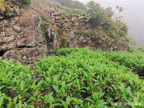 客家炒绿是什么茶,广东优秀绿茶推介