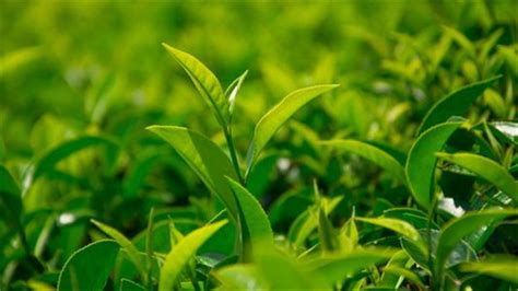 茶叶农残标准日趋严格,日本茶叶农残标准是什么