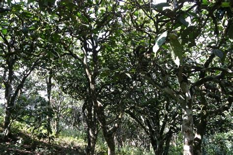 三千亩荒山变茶山,多少年的树算大茶树