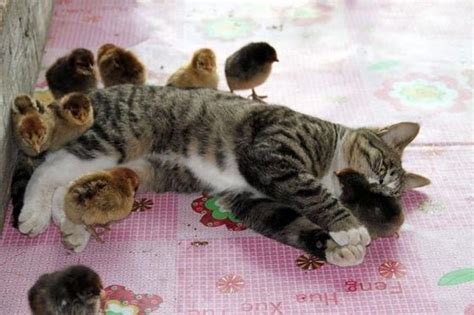 喂猫吃鸡胸一次为多少,如果不想给猫咪喂猫粮