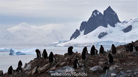 为什么企鹅能呆在南极,为什么北极没有北极企鹅