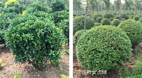 冬青和大叶黄杨是不是同一种植物