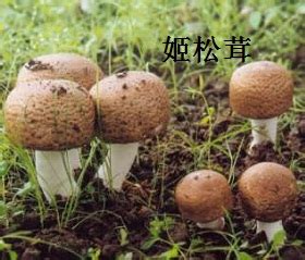 三种人不能吃松姬茸,曾经一斤卖12000元