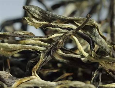 绿茶制作工艺有哪些环节,为您讲解崂山绿茶制作过程及加工工艺