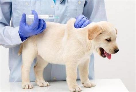 出生小狗狗几天打疫苗,小狗狗多少天打疫苗