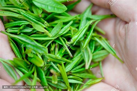 杭州的龙井茶哪个好,你知道最好的龙井茶叫什么吗