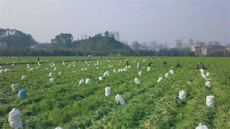 涪陵榨菜漲價 涪陵榨菜是哪家公司的產品