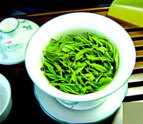 怎么种植崂山茶,自己种崂山茶。