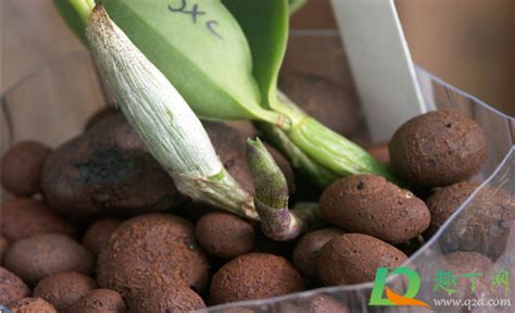 多肉植物种植用什么土