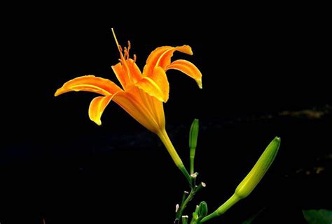 黄花菜为什么叫忘忧草