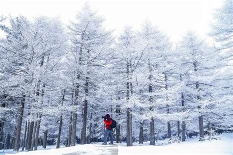 雪芽米是什么,峨眉雪芽是什么茶