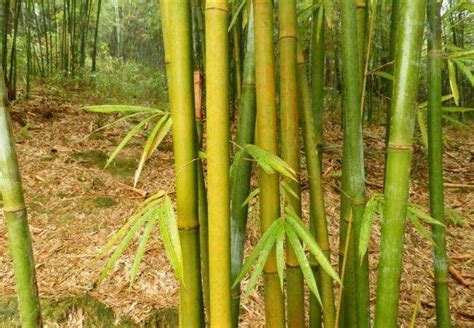 早园竹是什么类型的竹子?