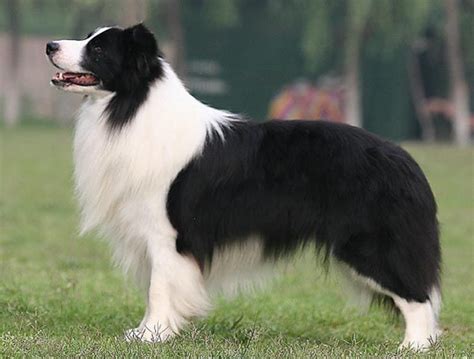 年轻女生与牧羊犬合影