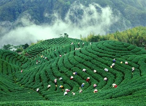 中国大陆高山茶有哪些,荒野茶与高山茶有什么区别