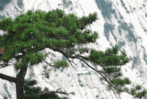 500棵松树一年能割几斤松油