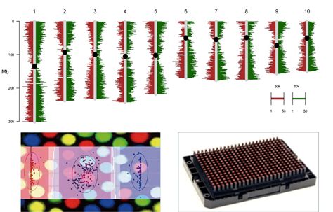 洛玉1号玉米种与京科968相比那个高产