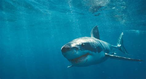 鲸鱼为什么不吃鲨鱼,经常听说鲨鱼伤人