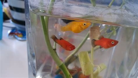 瑪麗魚的問題