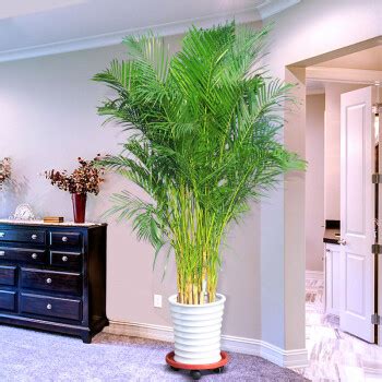 客厅大植物有哪些,适合养在客厅的植物有哪些