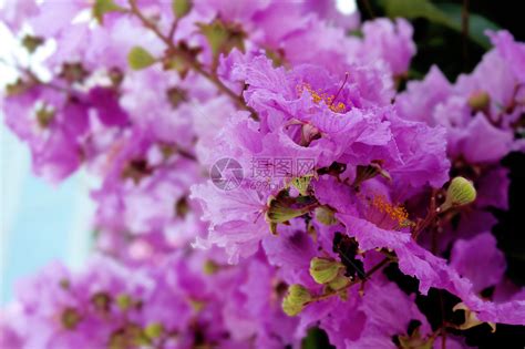 紫薇的叶花果实特点