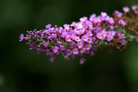 这是什么花??