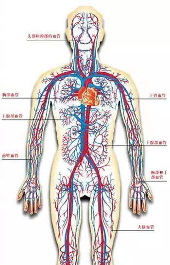 为什么静脉是蓝色的,血管看上去却是蓝色的呢