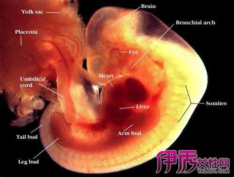怀孕6个月时,胎儿长什么样子