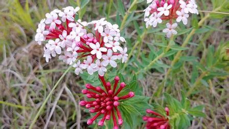 格桑花和金鸡菊是一种花吗？