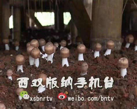 金针菇菌渣栽培姬松茸新技术,姬松茸菌渣种植技术