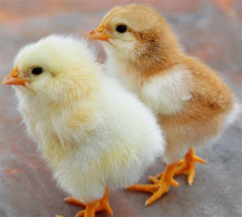 鸡枞菌和松茸哪个更好 松茸与鸡纵区别