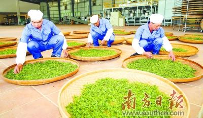 一亩茶叶年利润是多少钱,一斤茶叶480元