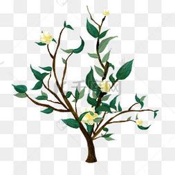 白茶茶树开花怎么办,变质应该怎么补救